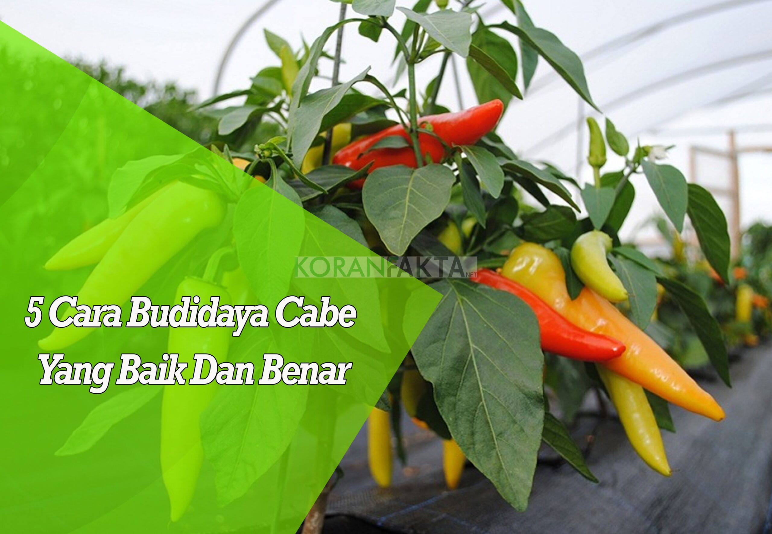 Budidaya Cabe