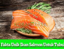 4 Fakta Unik Ikan Salmon Untuk Tubuh