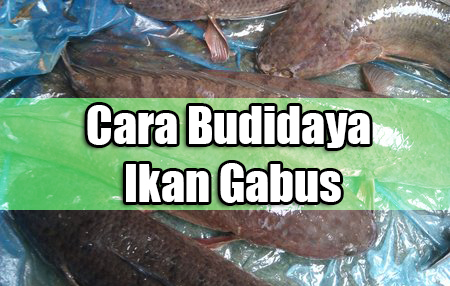 Cara Budidaya Ikan Gabus