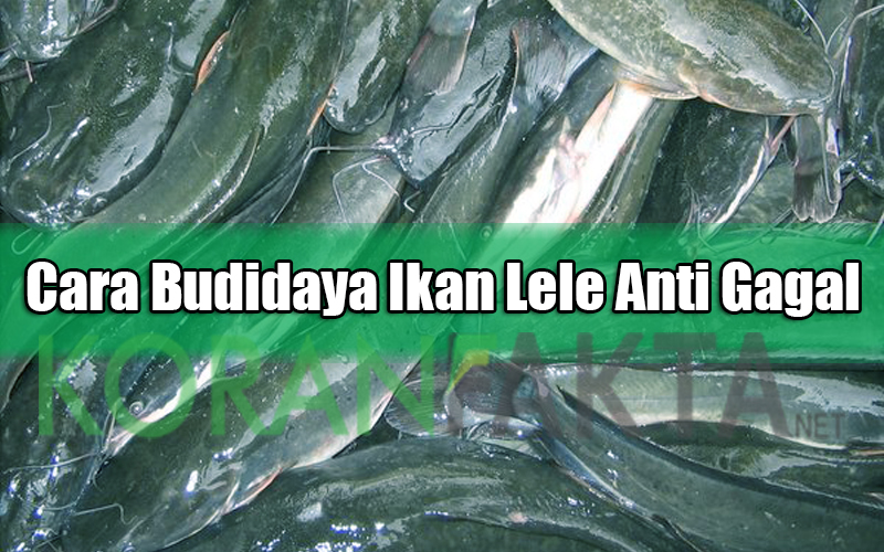 Cara Budidaya Ikan Lele